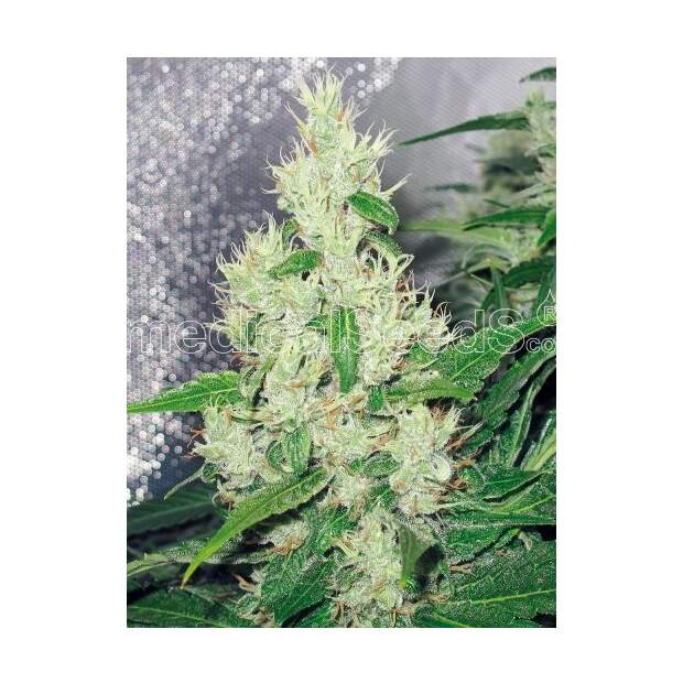 Medical Seeds Y Griega