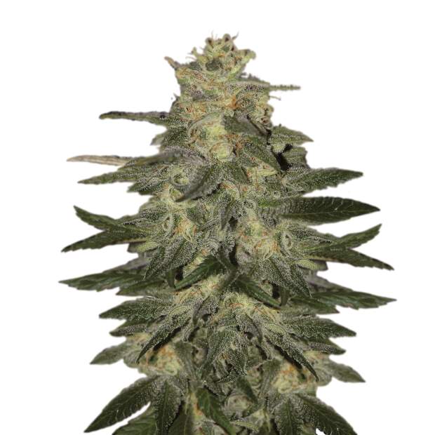 Mr. Hide Seeds Auto Mazar Blue