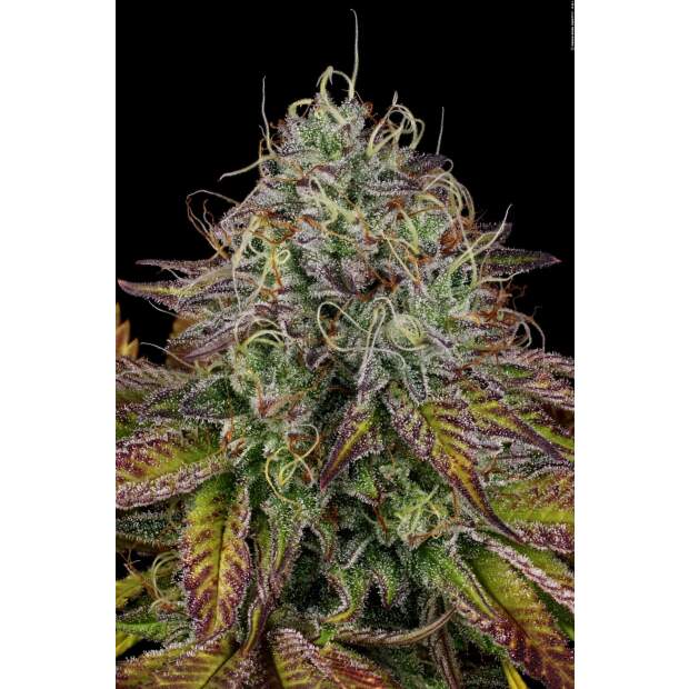Paradise Seeds Apricot Candy