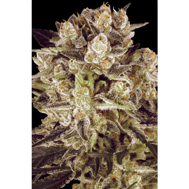 Paradise Seeds Durga Mata II CBD