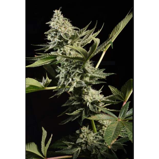 Paradise Seeds Glowstarz