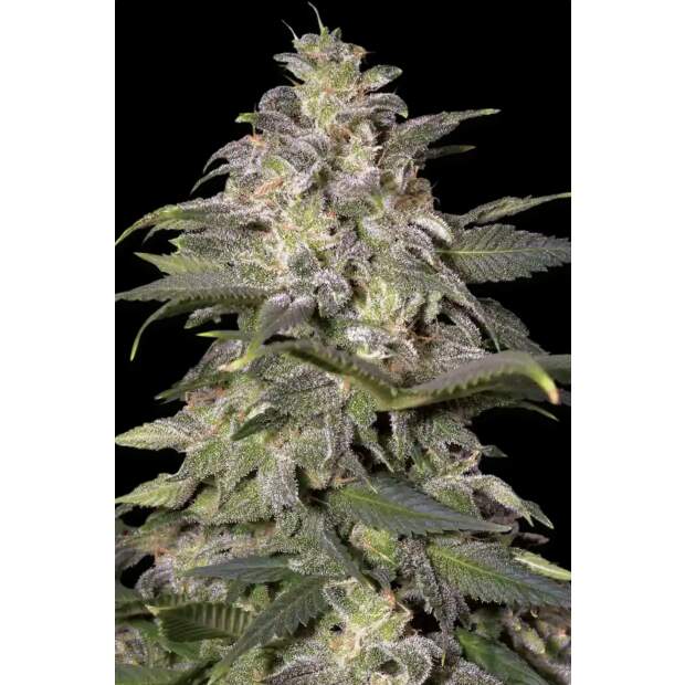 Paradise Seeds Magic Bud