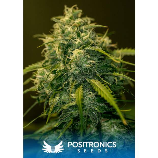 Positronics CBD+ Jack Diesel