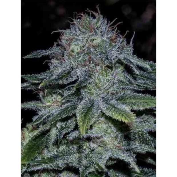 Positronics Mystic Cookie (Special USA)