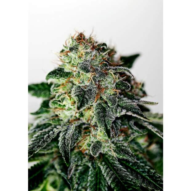 Positronics Mystic Cookie Auto