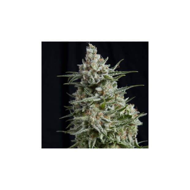 Pyramid Seeds Anesthesia CBD