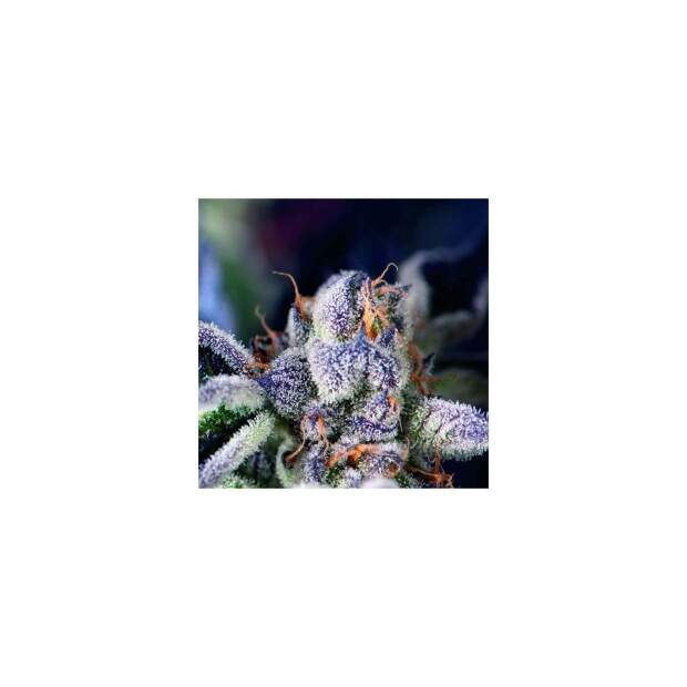 Pyramid Seeds Cookies USA