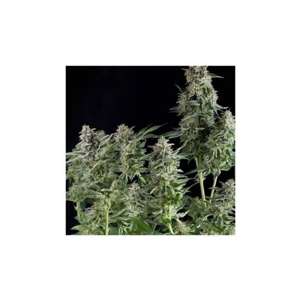 Pyramid Seeds Northern Lights CBD