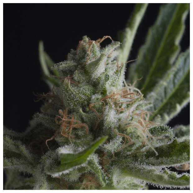 Pyramid Seeds Shark CBD