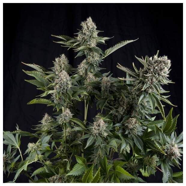 Pyramid Seeds White Widow