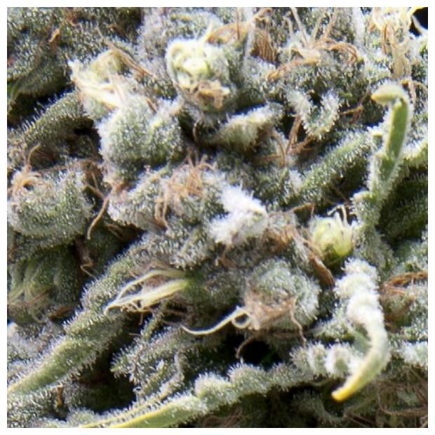 Pyramid Seeds White Widow CBD