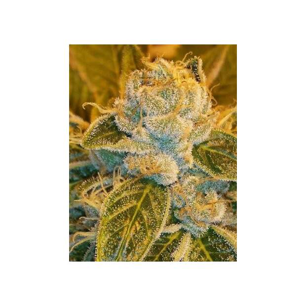 Ripper Seeds Sour Ripper