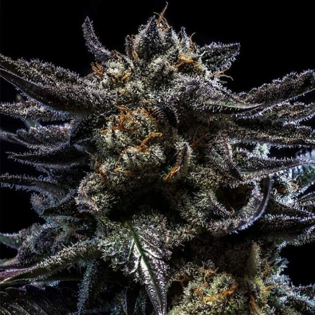 Ripper Seeds Zombie Kush