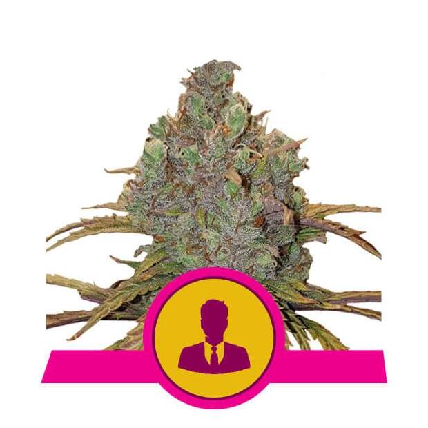 Royal Queen Seeds El Patron