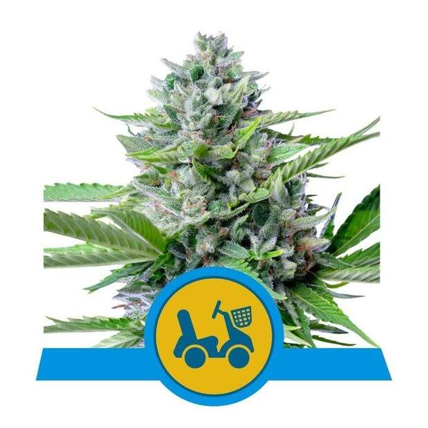 Royal Queen Fast Eddy Auto CBD