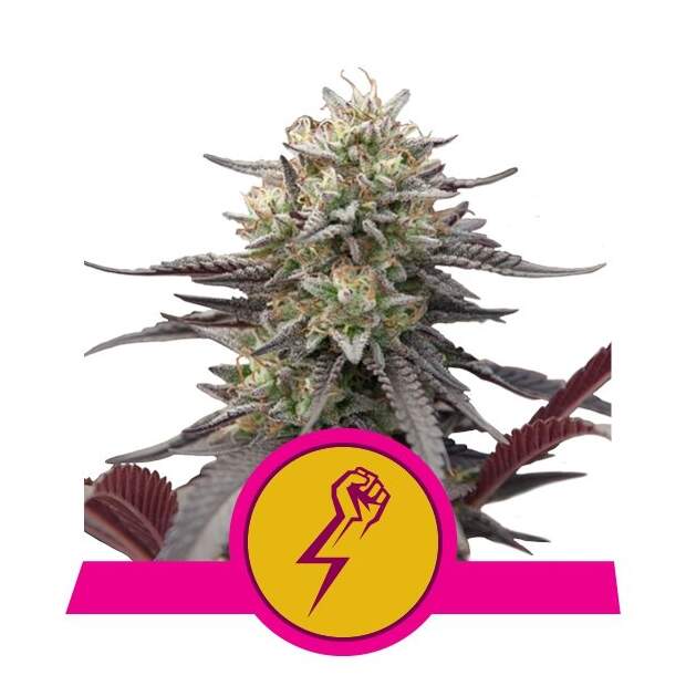 Royal Queen Seeds Green Crack Punch USA Premium