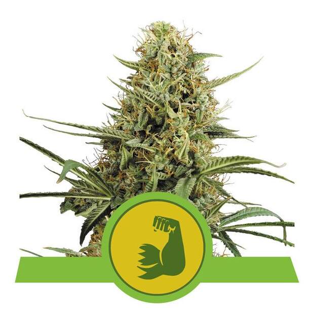 Royal Queen Seeds Hulkberry USA Premium Auto