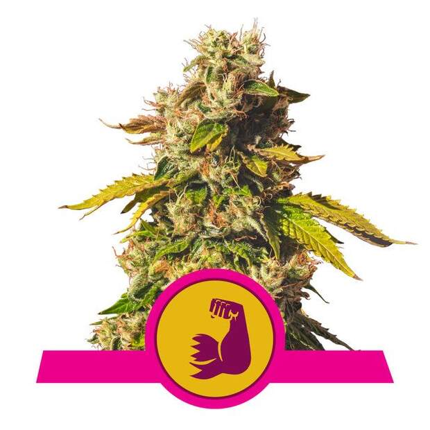 Royal Queen Seeds Hulkberry USA Premium