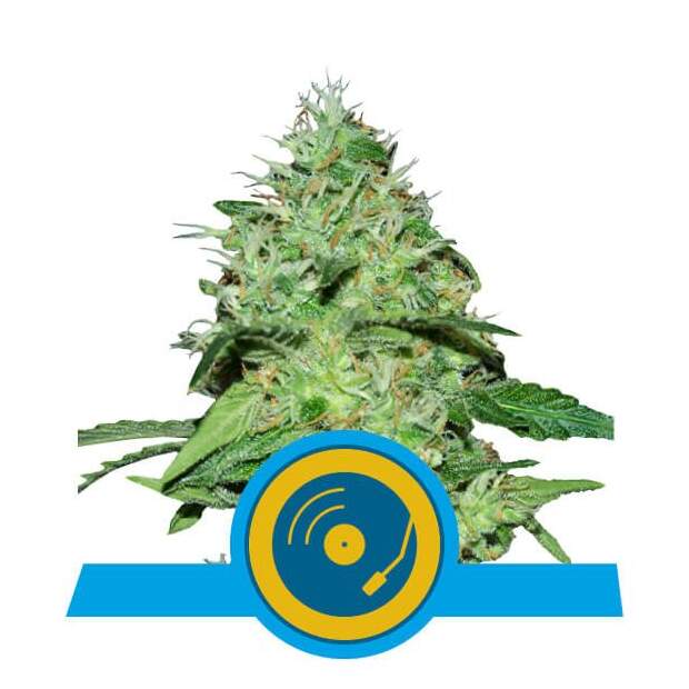 Royal Queen Seeds Joannes CBD