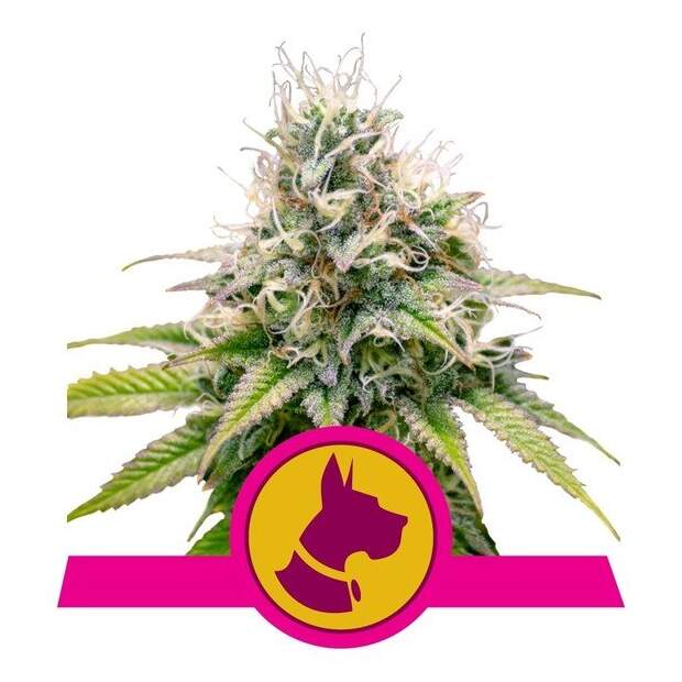 Royal Queen Seeds Kali Dog