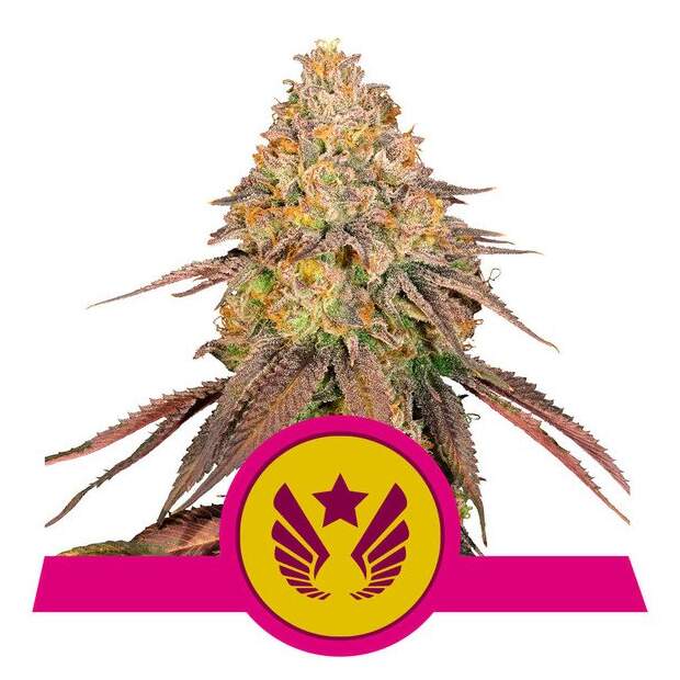 Royal Queen Seeds Legendary OG Punch USA Premium