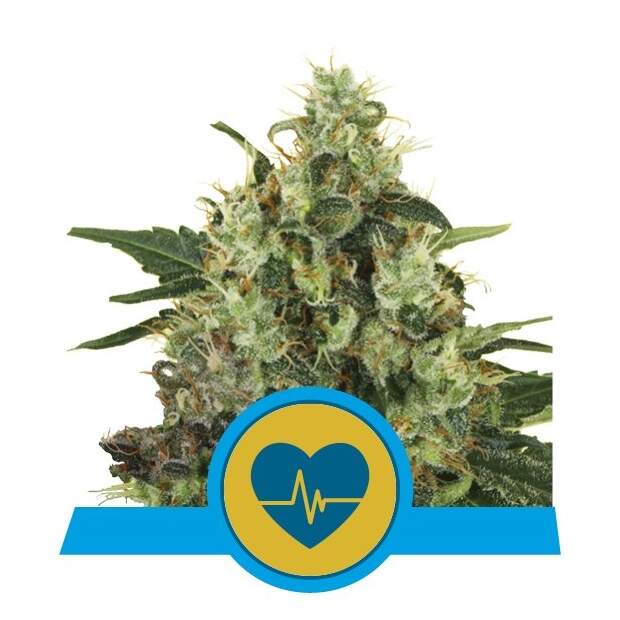 Royal Queen Seeds Medical Mass CBD