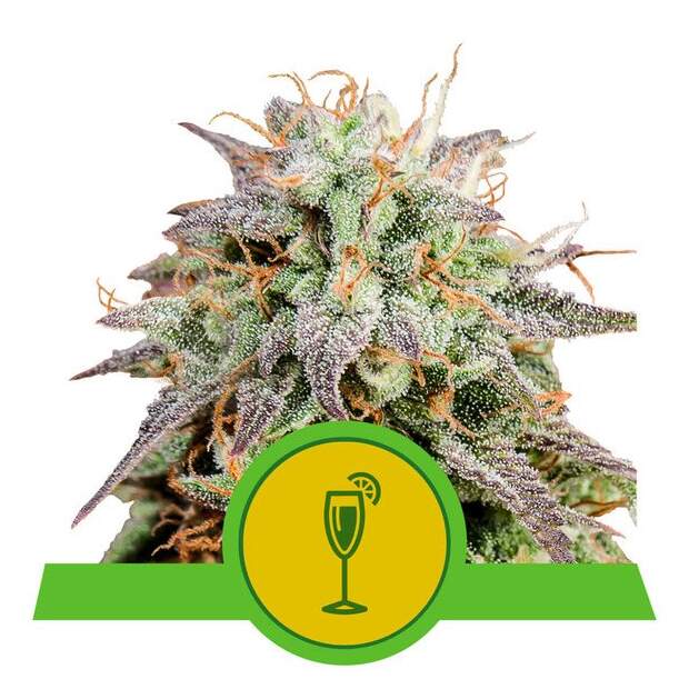 Royal Queen Seeds Mimosa USA Premium Auto