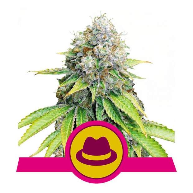 Royal Queen Seeds O.G. Kush