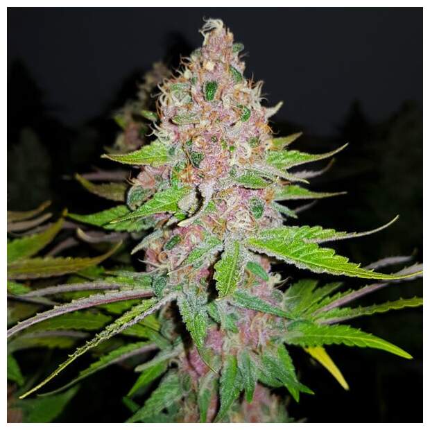 Royal Queen Seeds Purple Queen USA Premium