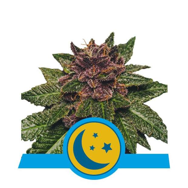 Royal Queen Seeds Purplematic Auto CBD