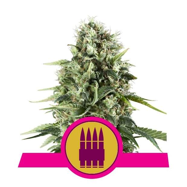 Royal Queen Seeds Royal AK