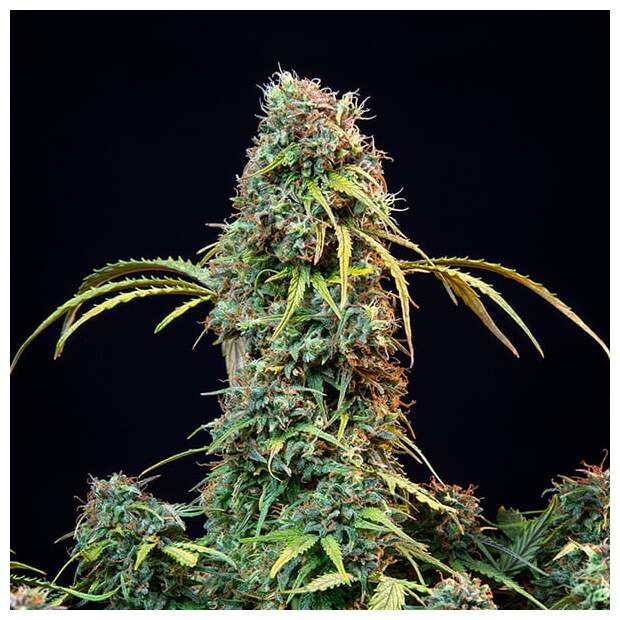 Royal Queen Seeds Royal CBDV Auto