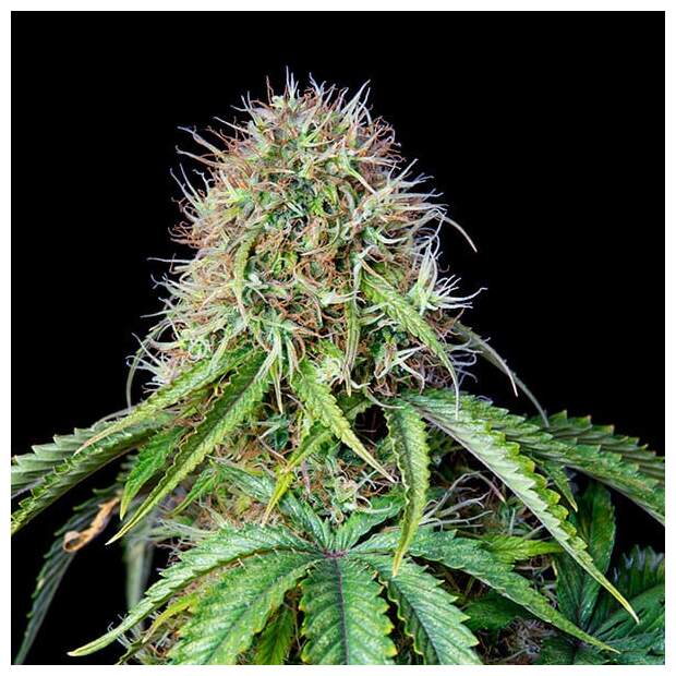 Royal Queen Seeds Royal CBG Auto