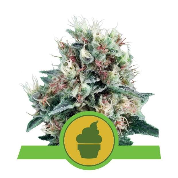 Royal Queen Seeds Royal Creamatic Auto