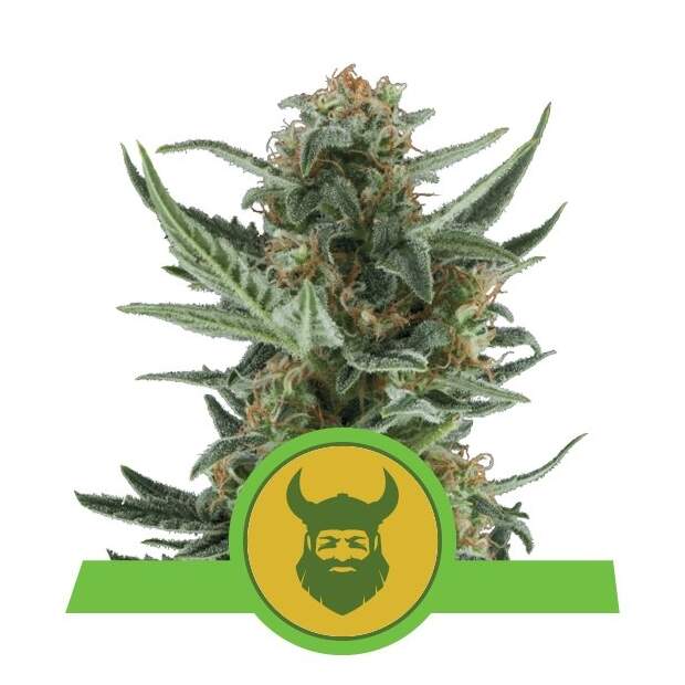 Royal Queen Seeds Royal Dwarf Auto