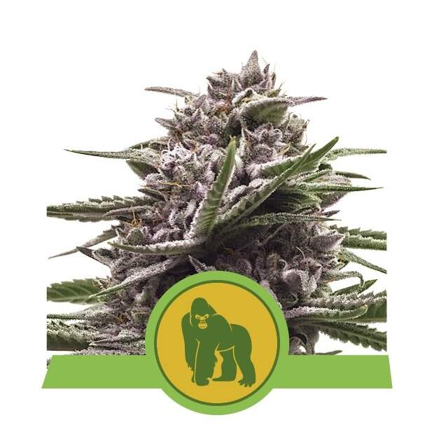 Royal Queen Seeds Royal Gorilla USA Premium Auto