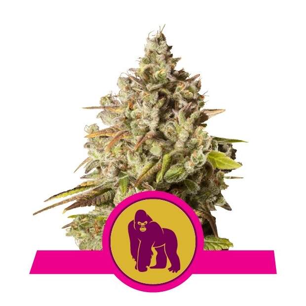 Royal Queen Royal Gorilla USA Premium