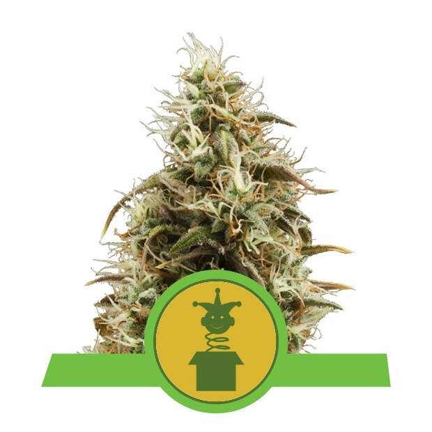 Royal Queen Seeds Royal Jack Auto