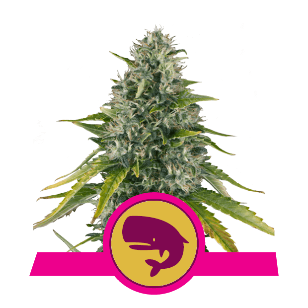 Royal Queen Seeds Royal Moby