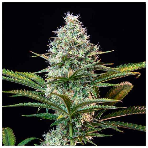 Royal Queen Seeds Royal Runtz USA Premium