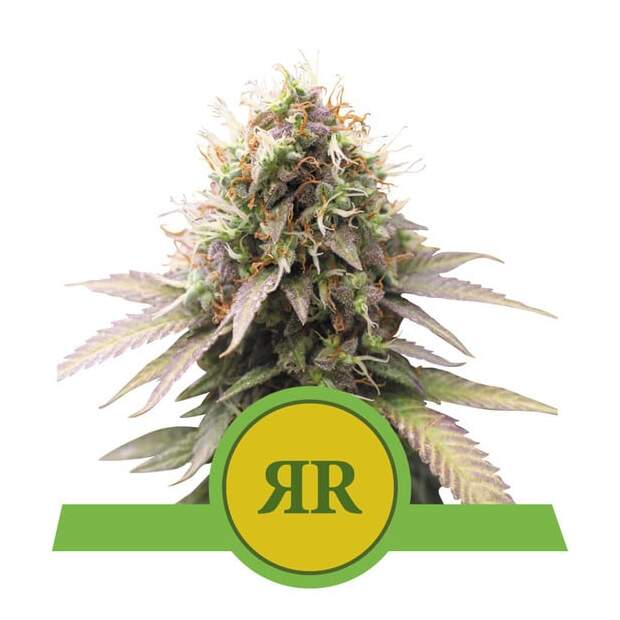 Royal Queen Royal Runtz Auto