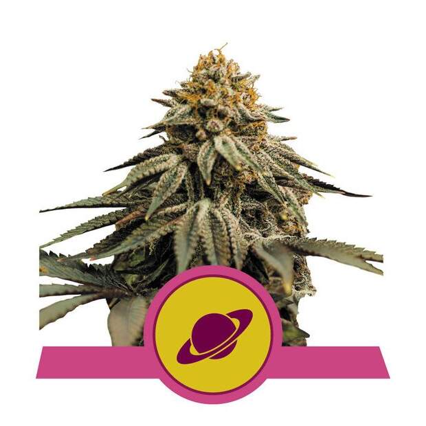 Royal Queen Seeds Royal Skywalker USA Premium