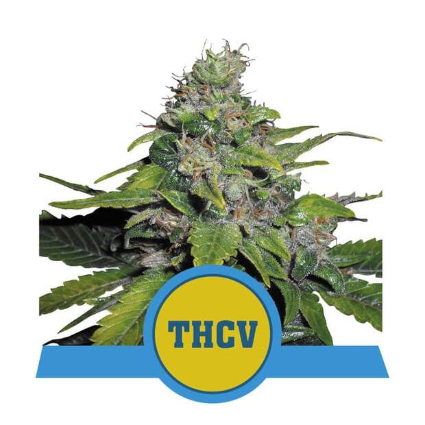 Royal Queen Royal Thcv CBD