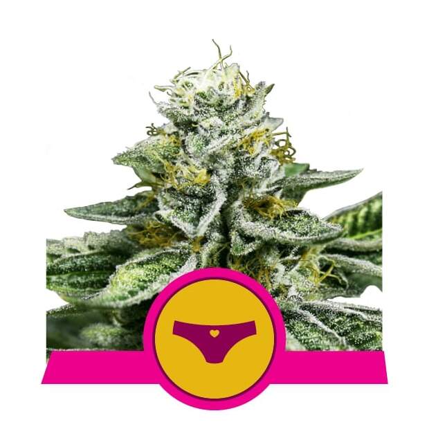 Royal Queen Sherbet Queen USA Premium