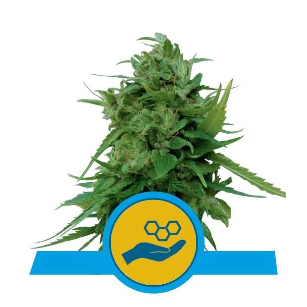 Royal Queen Seeds Solomatic Auto CBD