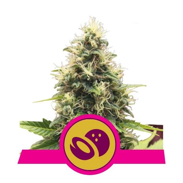 Royal Queen Seeds Somango XL