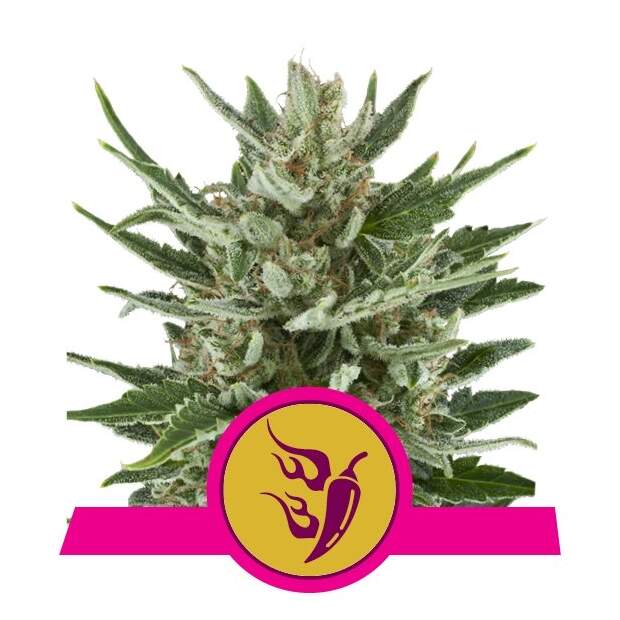 Royal Queen Seeds Speedy Chile Fast