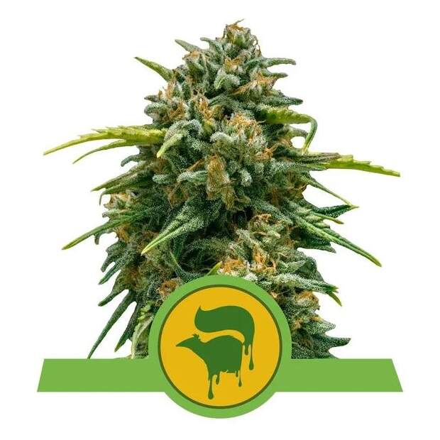 Royal Queen Seeds Sweet Skunk Auto