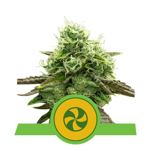 Royal Queen Seeds Sweet ZZ USA Premium Auto