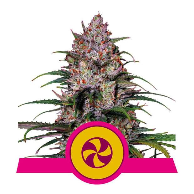 Royal Queen Seeds Sweet ZZ USA Premium